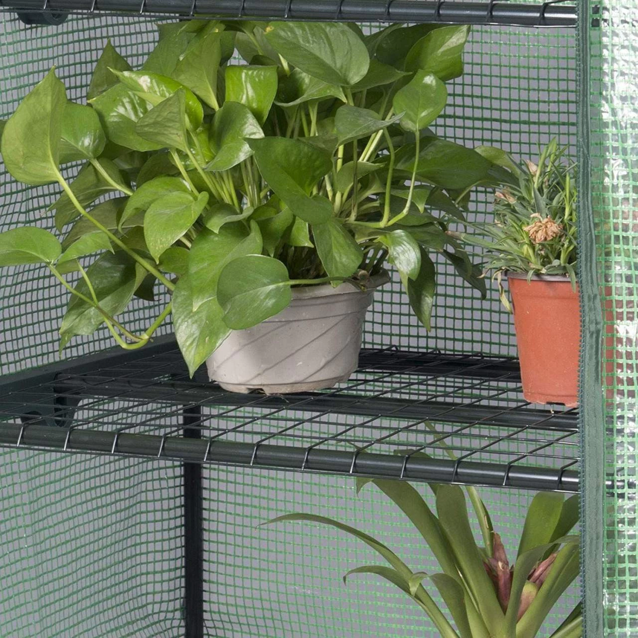 Gewächshaus, Foliengewächshaus Mit Aufrollbarer Tür, Winterfest 7 Gewächshaus, Foliengewächshaus Mit Aufrollbarer Tür, Winterfest – Bild 7