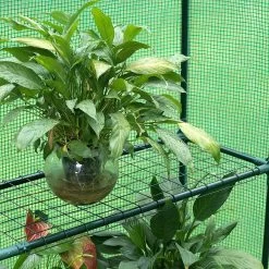 Foliengewächshaus Treibhaus Gartenhaus 143x73x195cm -Möbel Store Foliengewaechshaus Treibhaus Gartenhaus 143x73x195cm GWH00302gn gruen4 1280x1280